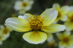 P1057197　真心（花言葉)