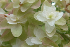 P1100393　へんげ(変化）