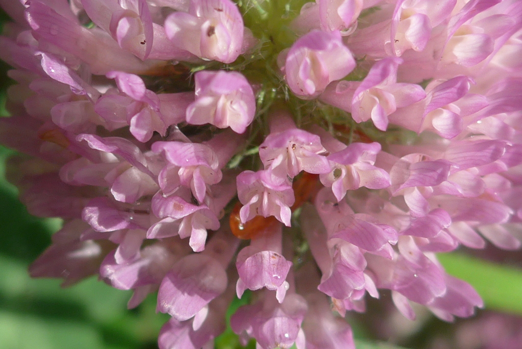 P1150135　アカツメグサ