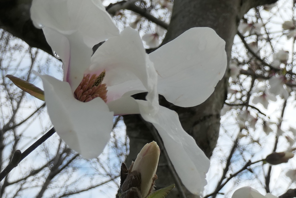 P1035323　コブシ