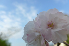 P1210456　八重桜