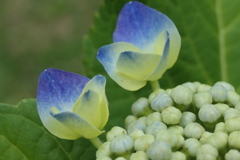 P1080301　紫陽花