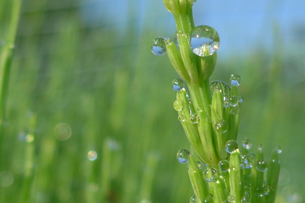 P1260915　スギナの水滴