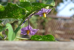 P1390110 ナスの花 P1390110 ナスの花