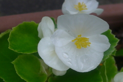 P1220684　ベゴニア