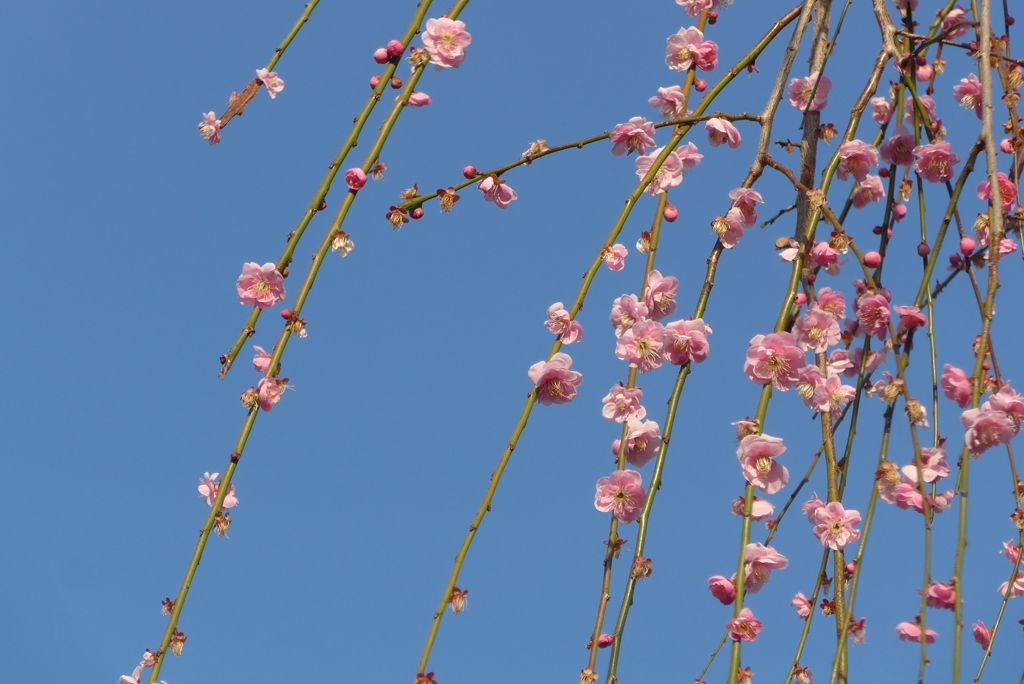 P1200396　枝垂れ梅