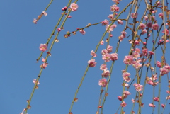 P1200396　枝垂れ梅