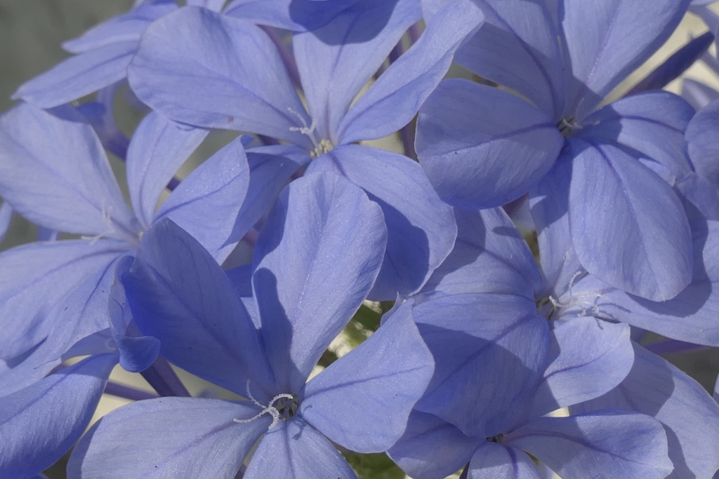 P1046723　密かな情熱（花言葉）