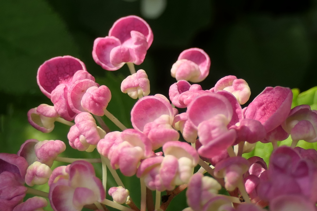 P1023777　ポップコーン～♪