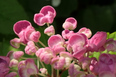 P1023777　ポップコーン～♪