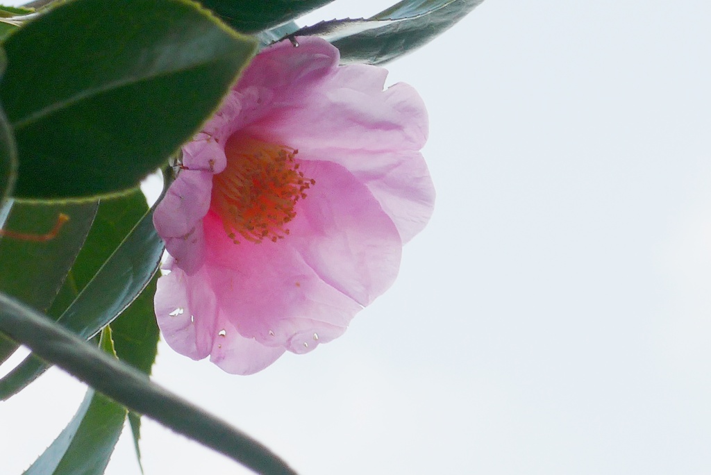 P1190880　透かし椿