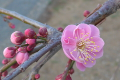 P1070305　しだれ梅