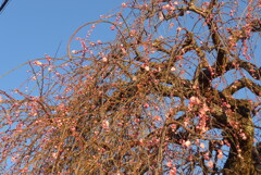 P1390472　春の訪れ