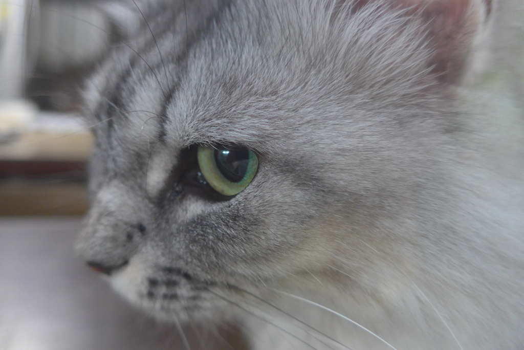 ねこさん