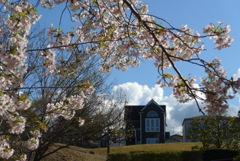 P1140407 (2)　桜と…