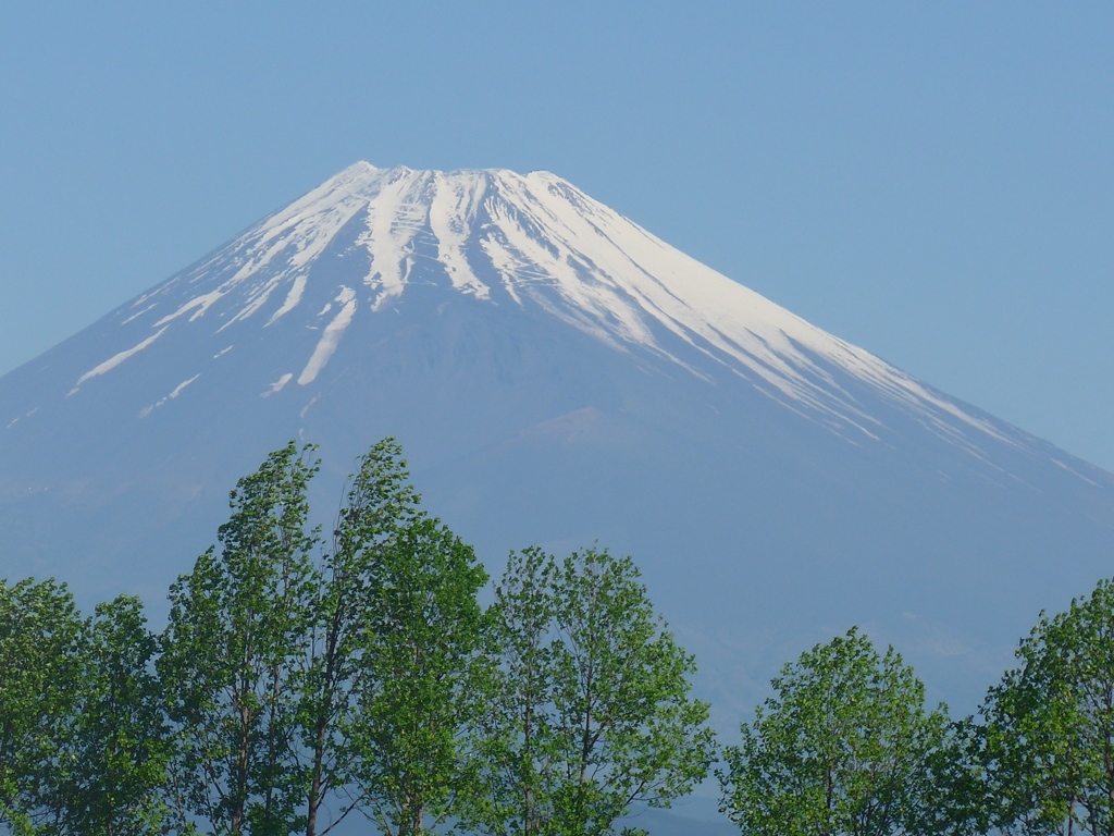 P1090187　若葉の木立と