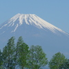 P1090187　若葉の木立と
