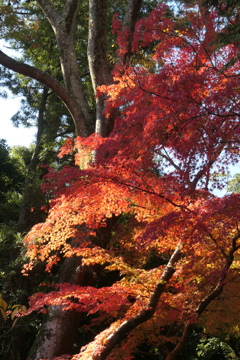 P1069628　紅葉