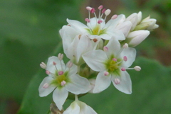 P1230657　ソバの花