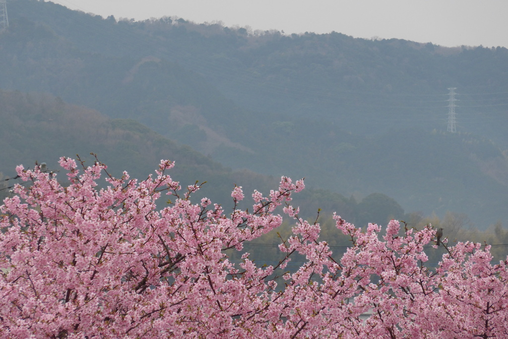 P1130933　河津桜と春の山並