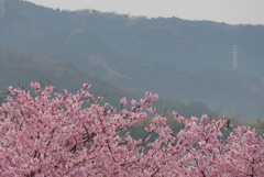 P1130933　河津桜と春の山並