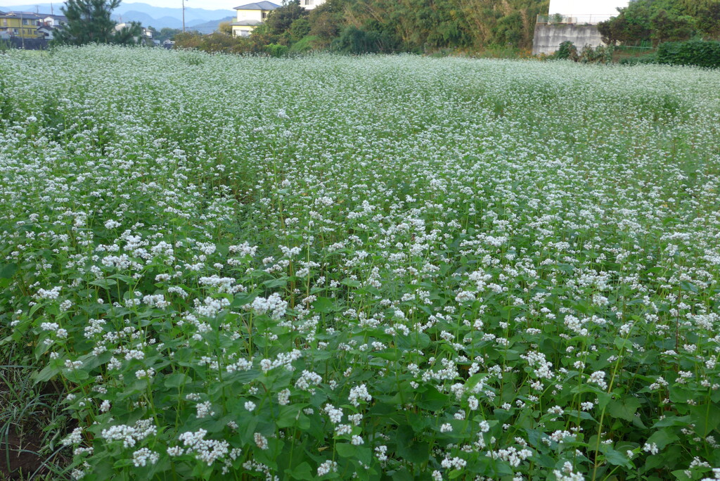 P1310381　蕎麦畑