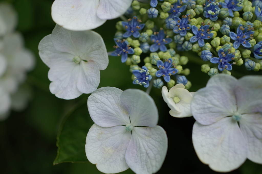 R0353653　謙虚（花言葉）