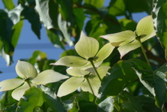 P1220615　ヤマボウシ