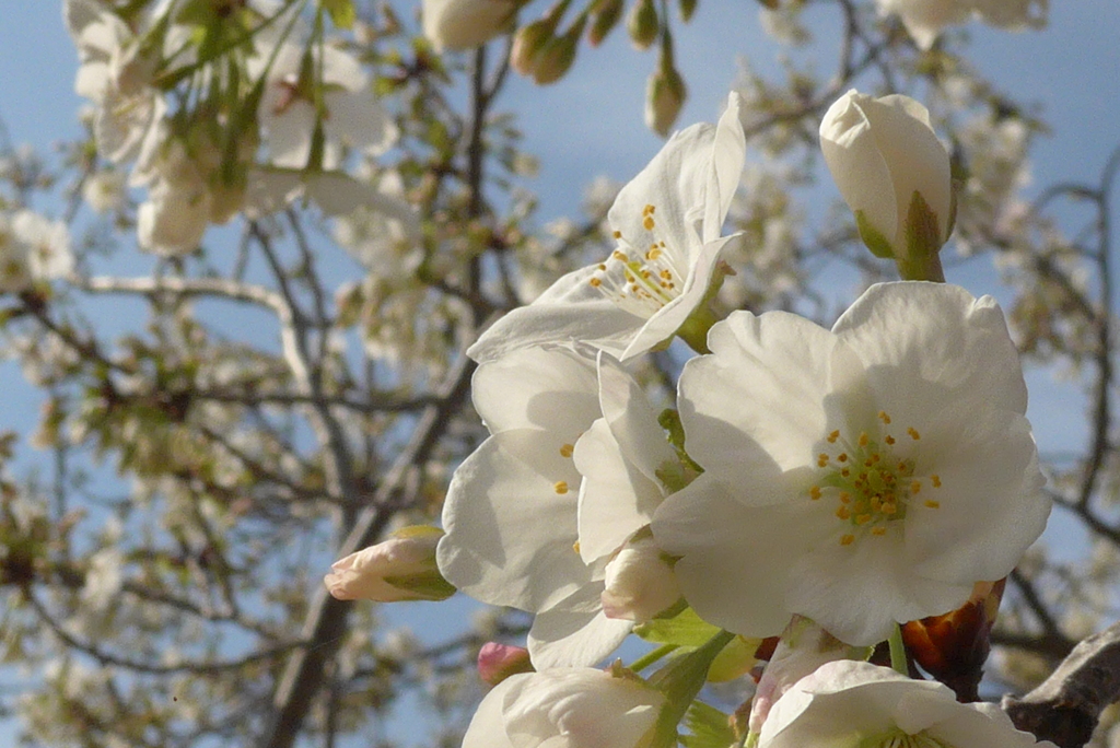 P1070982　サクラ