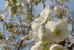 P1070982　サクラ