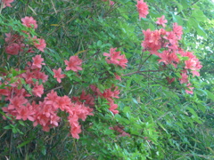 P1090029　ヤマツツジ