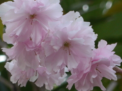 P1080434　八重桜