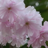 P1080434　八重桜