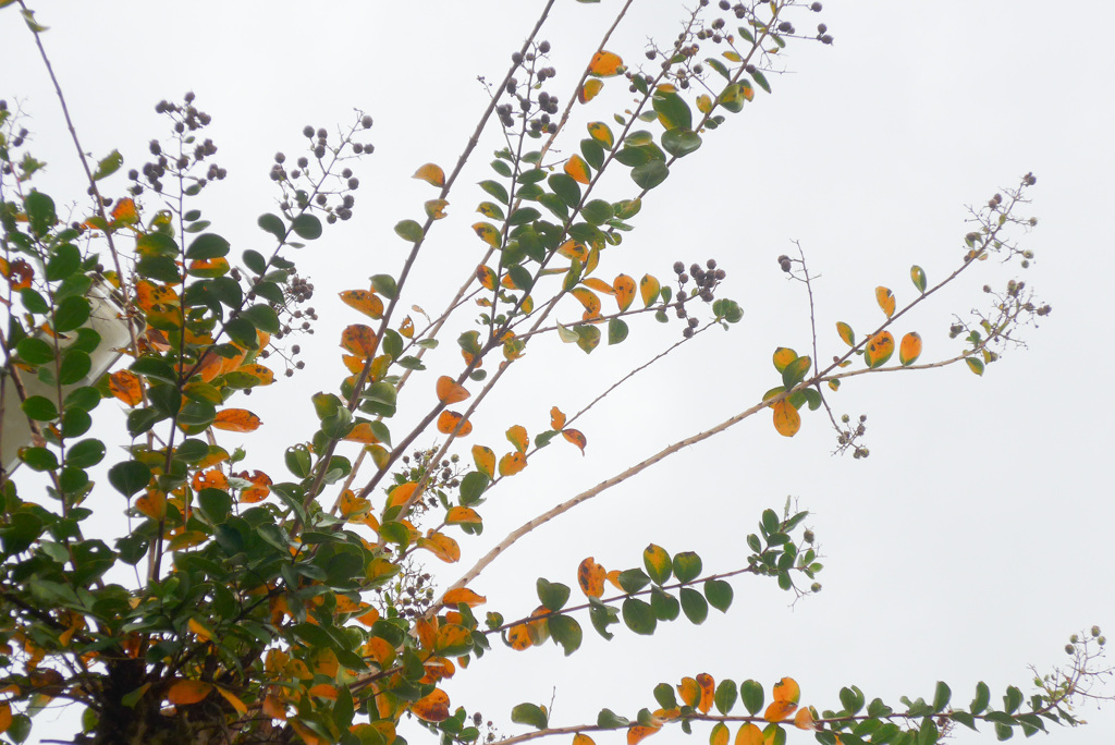P1340510 (2)　紅葉