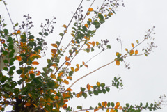 P1340510 (2)　紅葉