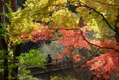 P1190273　修善寺虹の郷にて　