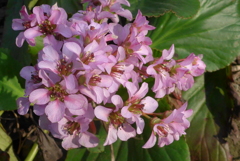 P1070963　ヒマラヤユキノシタ