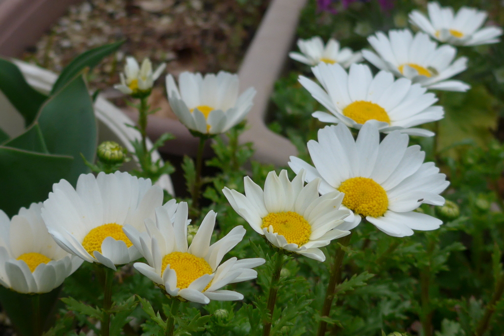 P1200747　ノースポール