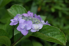 R0353200　庭の紫陽花