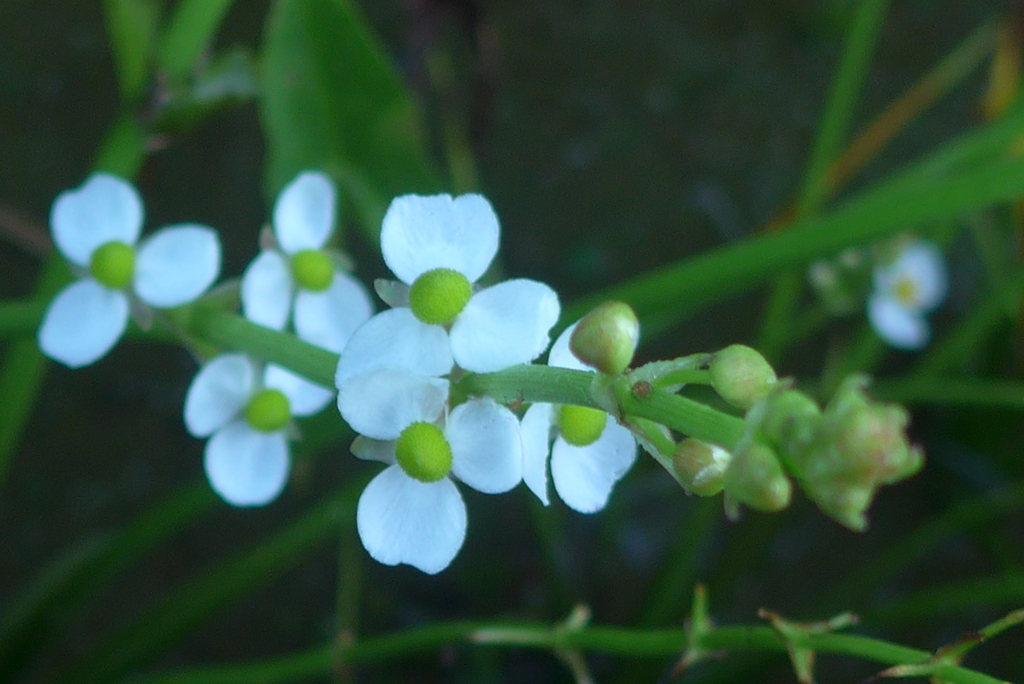 P1340022　水田の花
