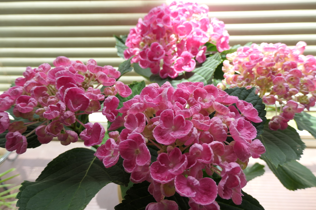 P1011915　母の日に