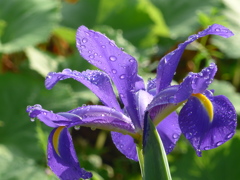 P1150110　雨上がりに
