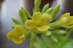 P1023262　窓辺で