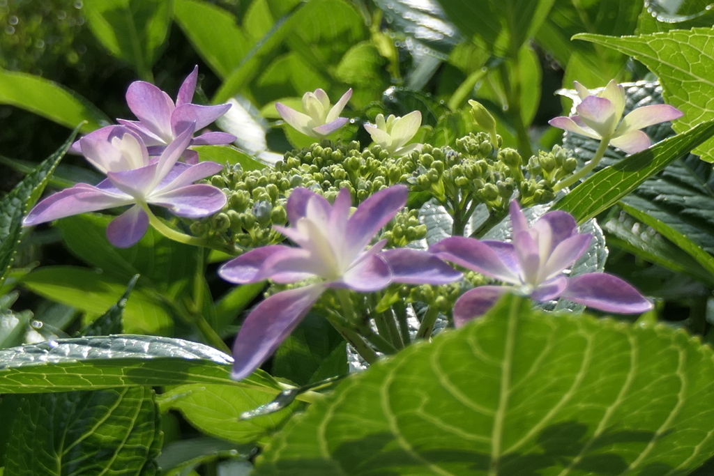 P1023819　朝の光に