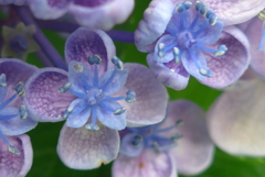 P1160593　あ・じ・さ・い ・♪