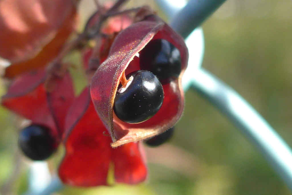 P1280801　双子ちゃん