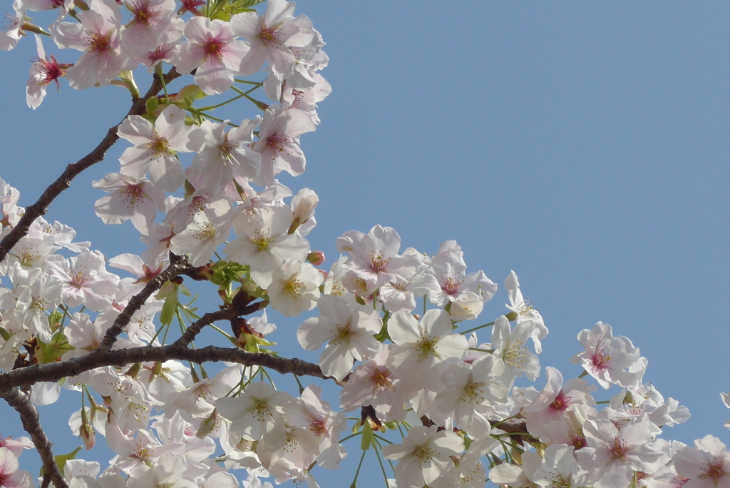 P1210360　大島桜