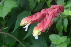 P1360566　折り紙みたいな…