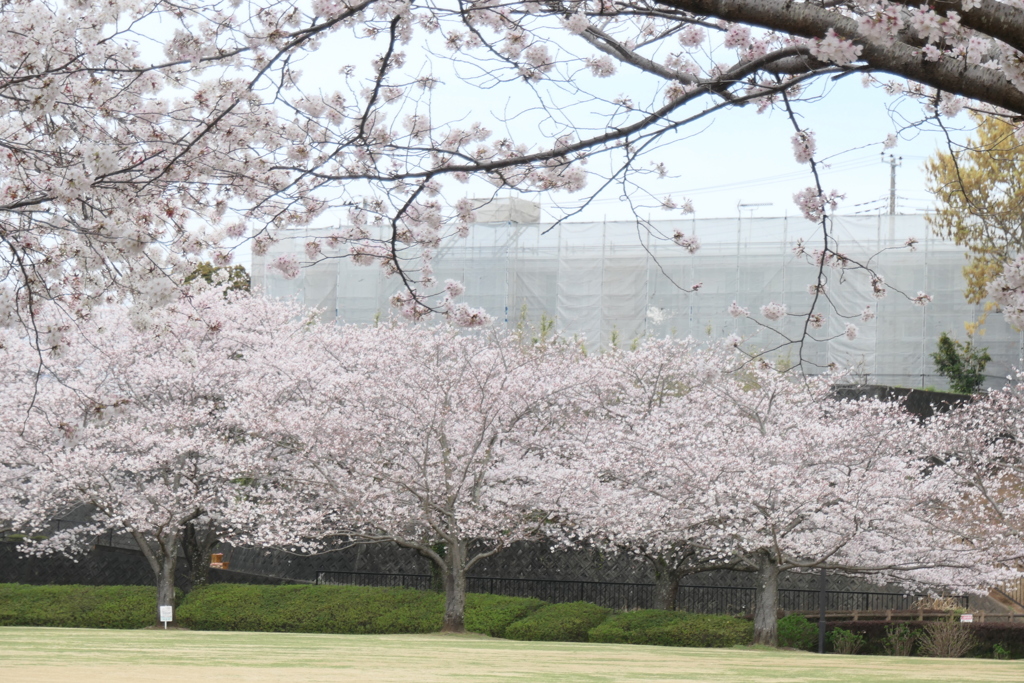 P1035449　桜咲く公園