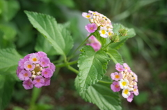 R0353943　ランタナ